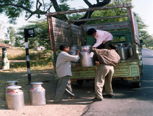 Society people loading the milk cans in milk route vehicle of milk union.